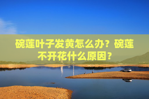 碗莲叶子发黄怎么办？碗莲不开花什么原因？