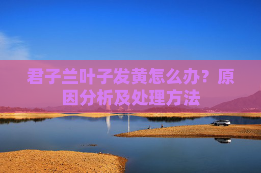 君子兰叶子发黄怎么办？原因分析及处理方法