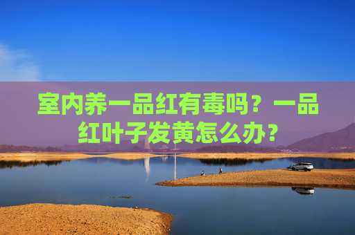 室内养一品红有毒吗？一品红叶子发黄怎么办？
